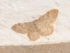 Idaea sp.